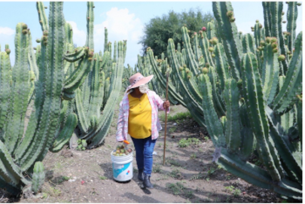 Pitaya poblana abre mercado en Mcallen, Texas