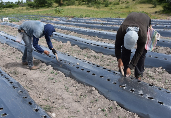 Agricultura de Temporal Tecnificado