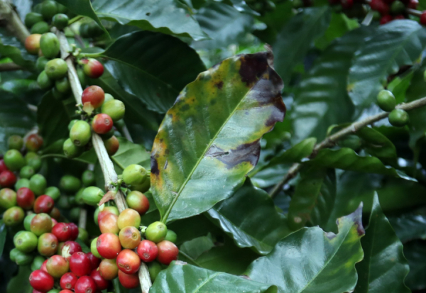 Gobierno de Puebla respalda a cafeticultores  afectados en Zongozotla