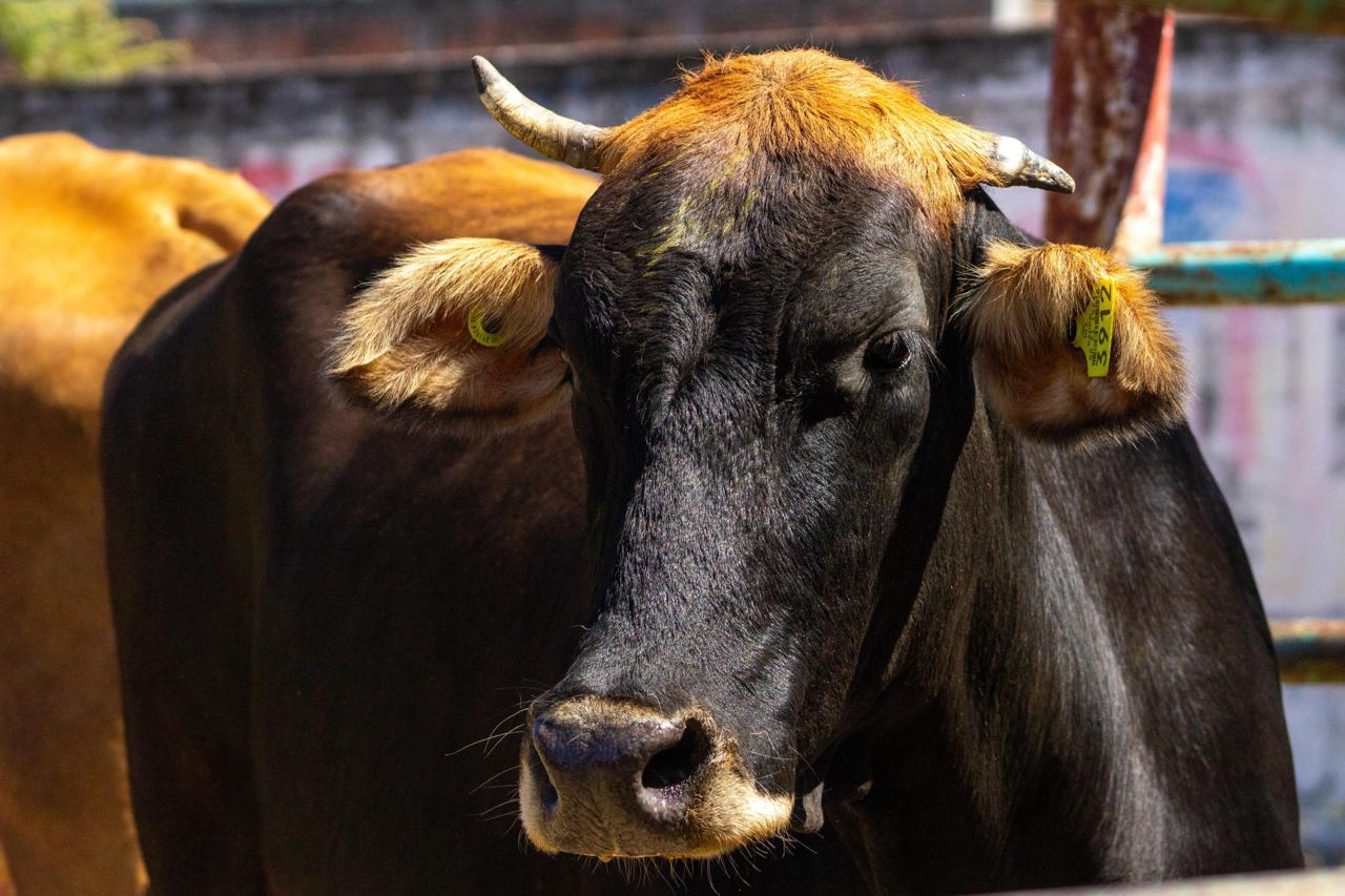 Puebla, referente nacional en el manejo y control del gusano barrenador del ganado