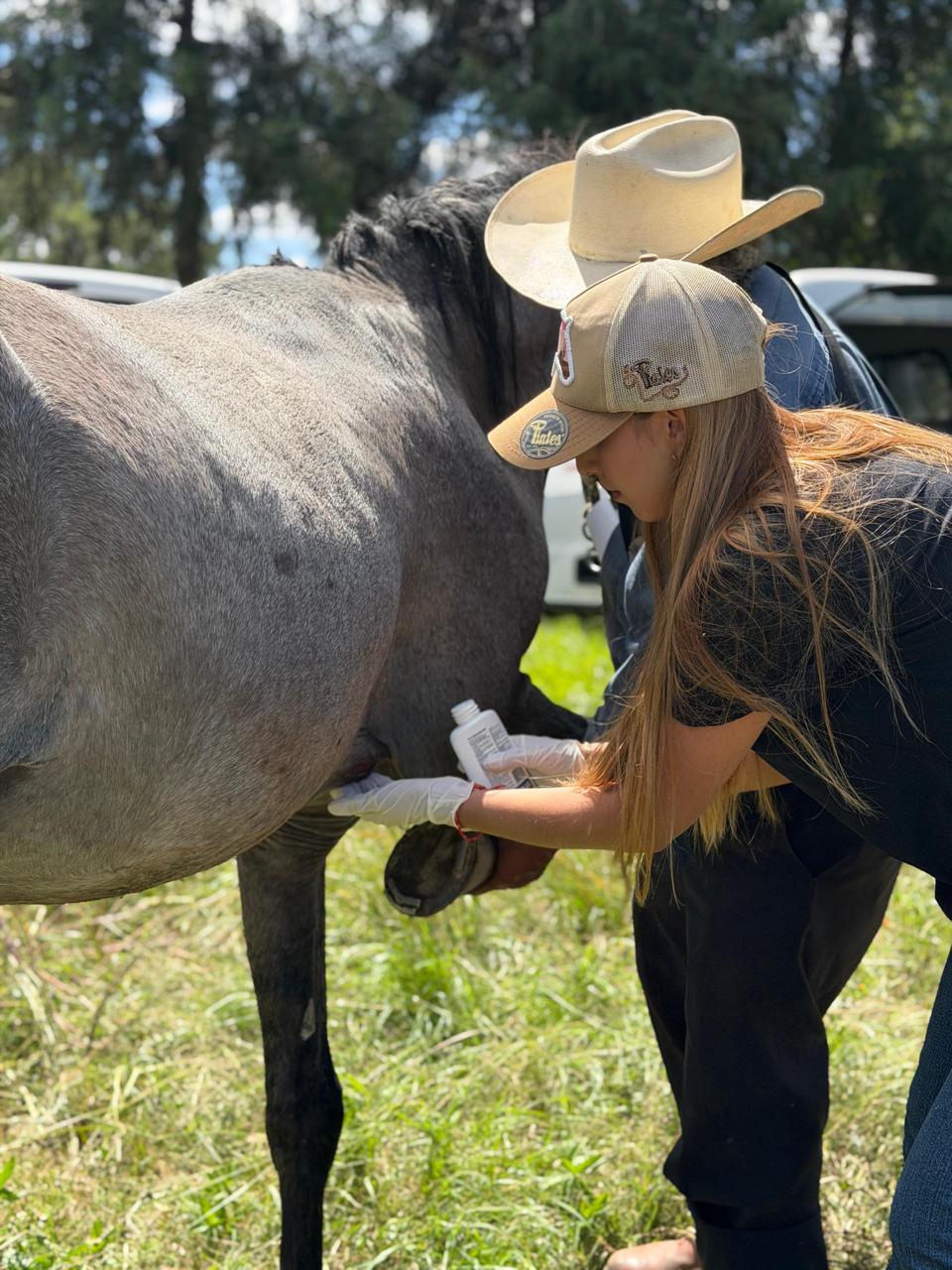 Puebla, referente nacional en el manejo y control del gusano barrenador del ganado