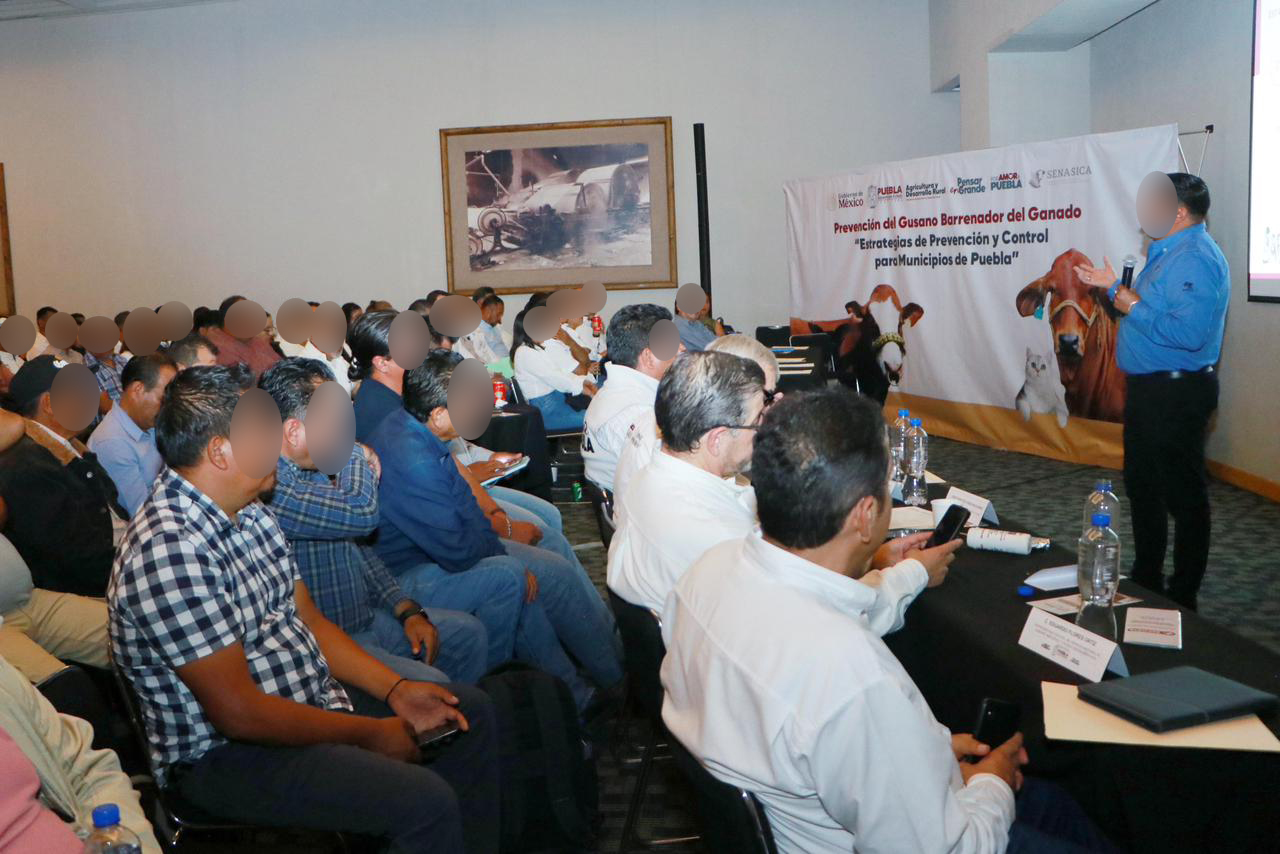 Puebla refuerza control sanitario del gusano  barrenador del ganado